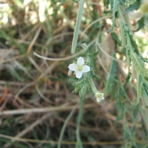 Epilobium hirtigerum at Nangus, NSW - 6 Jan 2011