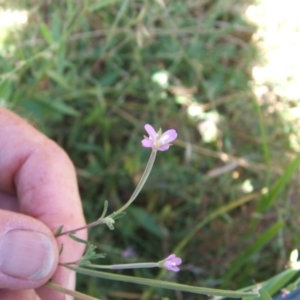 Epilobium hirtigerum at Nangus, NSW - 6 Jan 2011