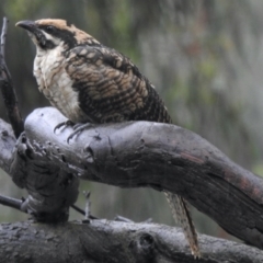 Eudynamys orientalis at Aranda, ACT - 29 Jan 2021