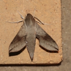 Hippotion scrofa (Coprosma Hawk Moth) at Higgins, ACT - 18 Jan 2021 by AlisonMilton