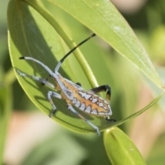 Amorbus sp. (genus) (Eucalyptus Tip bug) at Higgins, ACT - 25 Jan 2021 by AlisonMilton