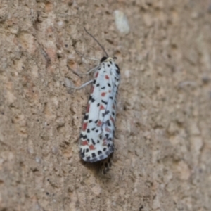 Utetheisa pulchelloides at Higgins, ACT - 23 Jan 2021