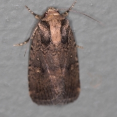 Proteuxoa provisional species 2 (A Noctuid moth) at Melba, ACT - 27 Jan 2021 by Bron