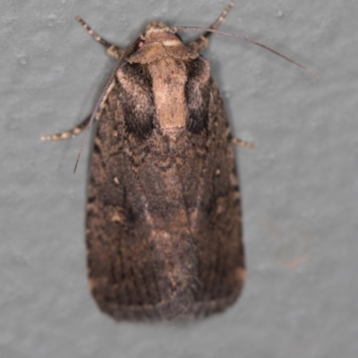 Proteuxoa provisional species 2 (A Noctuid moth) at Melba, ACT - 27 Jan 2021 by Bron