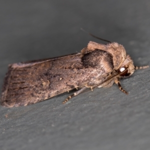 Proteuxoa provisional species 2 at Melba, ACT - 27 Jan 2021 02:09 PM