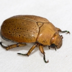 Anoplognathus porosus at Higgins, ACT - 26 Jan 2021 04:10 PM