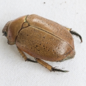 Anoplognathus porosus at Higgins, ACT - 26 Jan 2021 04:10 PM