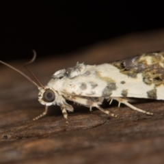 Acontia nivipicta at Melba, ACT - 26 Jan 2021