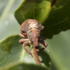 Gonipterus sp. (genus) (Eucalyptus Weevil) at Higgins, ACT - 25 Jan 2021 by AlisonMilton