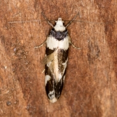 Isomoralla eriscota (A concealer moth) at Melba, ACT - 26 Jan 2021 by Bron