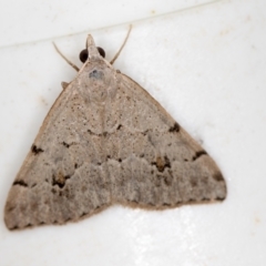 Dichromodes estigmaria (Pale Grey Heath Moth) at Melba, ACT - 26 Jan 2021 by Bron