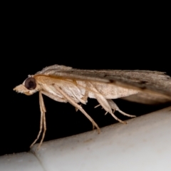 Dichromodes estigmaria at Melba, ACT - 26 Jan 2021 01:59 PM