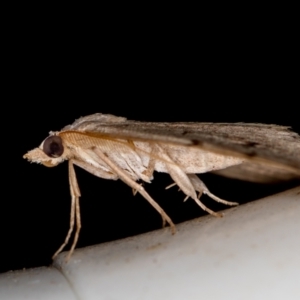 Dichromodes estigmaria at Melba, ACT - 26 Jan 2021