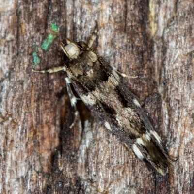 Macrobathra (genus) (A cosmet moth) at Melba, ACT - 26 Jan 2021 by Bron