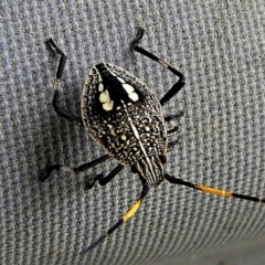 Poecilometis strigatus (Gum Tree Shield Bug) at Crooked Corner, NSW - 26 Jan 2021 by Milly