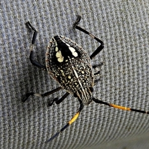 Poecilometis strigatus at Crooked Corner, NSW - 26 Jan 2021 10:36 AM