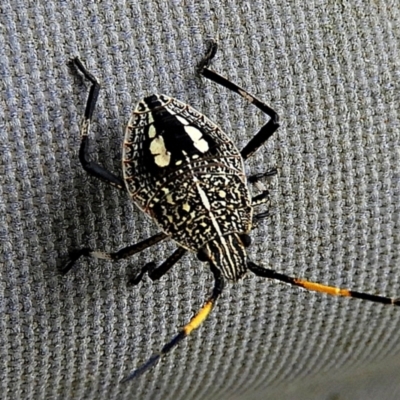 Poecilometis strigatus (Gum Tree Shield Bug) at Crooked Corner, NSW - 25 Jan 2021 by Milly