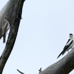 Lalage tricolor (White-winged Triller) at Majura, ACT - 26 Jan 2021 by jb2602