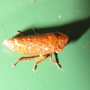 Smicrocotis sp. (genus) at Flynn, ACT - 29 Jan 2021