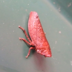 Smicrocotis sp. (genus) at Flynn, ACT - 29 Jan 2021