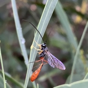 Heteropelma scaposum at Murrumbateman, NSW - 29 Jan 2021