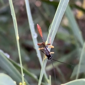 Heteropelma scaposum at Murrumbateman, NSW - 29 Jan 2021