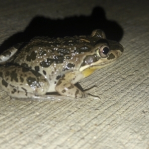 Limnodynastes tasmaniensis at Amaroo, ACT - 29 Jan 2021 09:06 PM