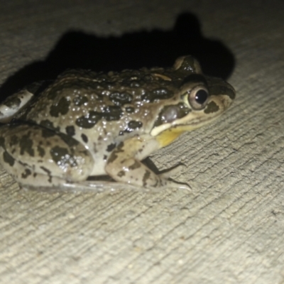 Limnodynastes tasmaniensis (Spotted Grass Frog) at Amaroo, ACT - 29 Jan 2021 by TimotheeBonnet