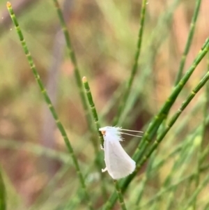 Tipanaea patulella at Murrumbateman, NSW - 29 Jan 2021