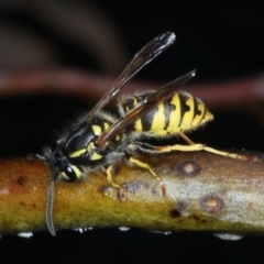 Vespula germanica (German Yellowjacket Wasp (also known as European Wasp)) at Ainslie, ACT - 26 Jan 2021 by jb2602