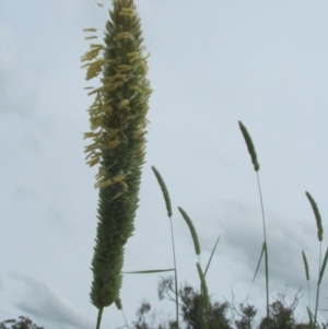 Phalaris aquatica at Nangus, NSW - 15 Nov 2010