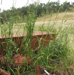 Phalaris aquatica at Nangus, NSW - 15 Nov 2010