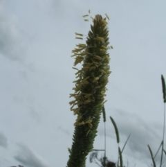 Phalaris aquatica at Nangus, NSW - 15 Nov 2010