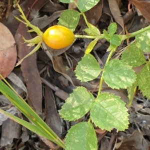 Rosa rubiginosa at Cook, ACT - 25 Jan 2021