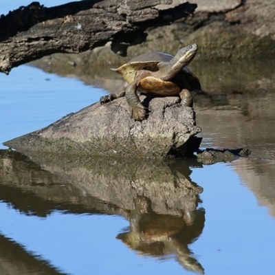 Emydura macquarii (Macquarie Turtle) at Wodonga - 5 Jan 2019 by Kyliegw