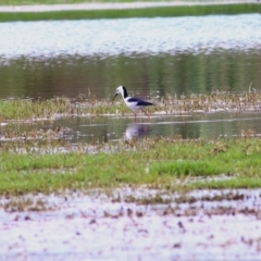 Himantopus leucocephalus (Pied Stilt) at Wonga Wetlands - 24 Nov 2018 by Kyliegw