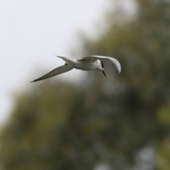 Chlidonias hybrida (Whiskered Tern) at Wonga Wetlands - 24 Nov 2018 by Kyliegw