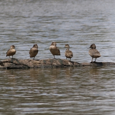 Stictonetta naevosa (Freckled Duck) at Wonga Wetlands - 24 Nov 2018 by Kyliegw