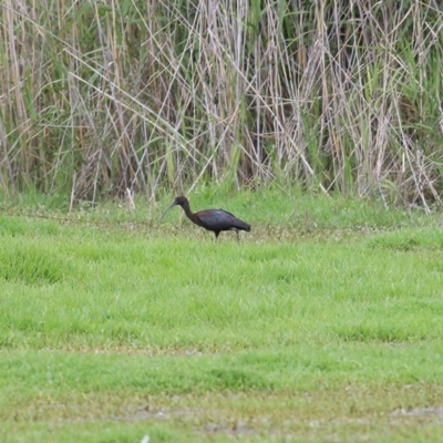 Plegadis falcinellus (Glossy Ibis) at Albury - 24 Nov 2018 by Kyliegw