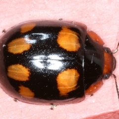Paropsisterna beata (Blessed Leaf Beetle) at Ainslie, ACT - 25 Jan 2021 by jbromilow50