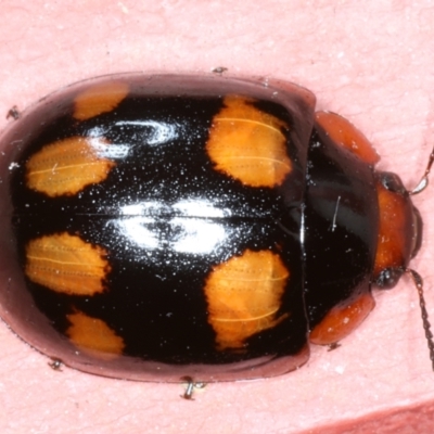 Paropsisterna beata (Blessed Leaf Beetle) at Ainslie, ACT - 25 Jan 2021 by jbromilow50