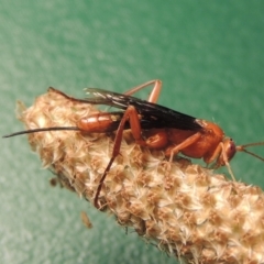 Lissopimpla excelsa (Orchid dupe wasp, Dusky-winged Ichneumonid) at Paddys River, ACT - 24 Nov 2020 by michaelb