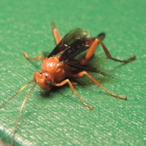 Lissopimpla excelsa at Paddys River, ACT - 24 Nov 2020