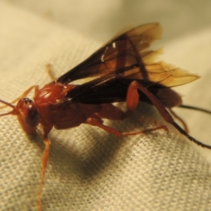 Lissopimpla excelsa at Paddys River, ACT - 24 Nov 2020