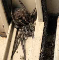 Tasmanicosa sp. (genus) (Tasmanicosa wolf spider) at Gungahlin, ACT - 30 Jan 2021 by Petal