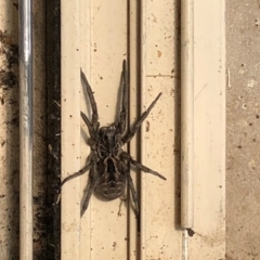 Tasmanicosa sp. (genus) at Gungahlin, ACT - 30 Jan 2021