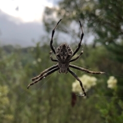 Backobourkia sp. (genus) (An orb weaver) at Stromlo, ACT - 30 Jan 2021 by Rob1e8