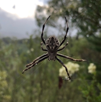 Backobourkia sp. (genus) (An orb weaver) at Stromlo, ACT - 30 Jan 2021 by Rob1e8