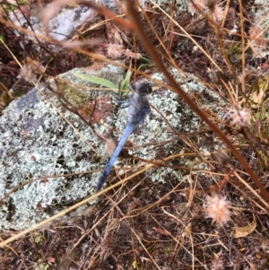 Orthetrum caledonicum at Stromlo, ACT - 28 Jan 2021