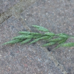 Bromus sp. (A Brome) at Wamboin, NSW - 13 Nov 2020 by natureguy